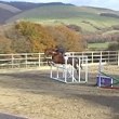 Trefeinon Red Kite