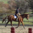 Trefeinon Red Kite