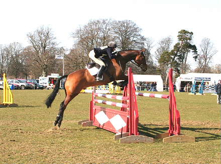 Pongo Aldon