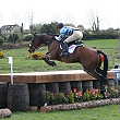 Wild Equine
